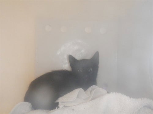 BRUTUS - Domestic Short Hair available for adoption