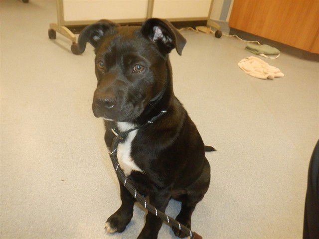 MILKY WAY - Labrador Retriever available for adoption