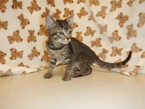 PERSEVERANCE - Domestic Short Hair available for adoption
