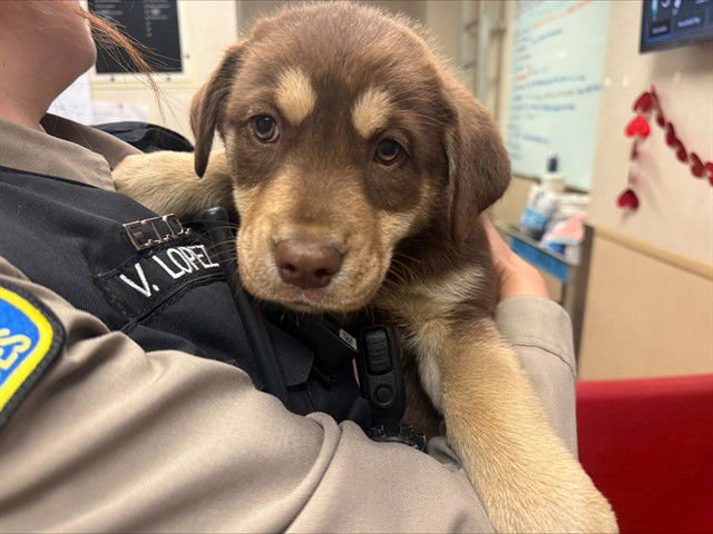 CARNITAS - Siberian Husky / Doberman Pinscher available for adoption