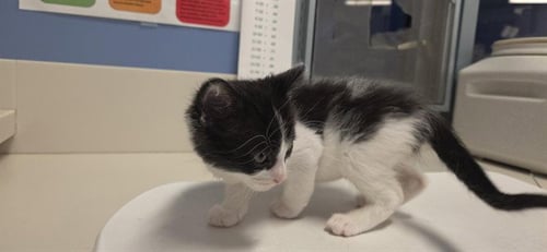 BANSHEE - Domestic Long Hair available for adoption