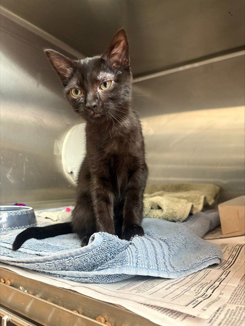 DAISY - Domestic Short Hair available for adoption
