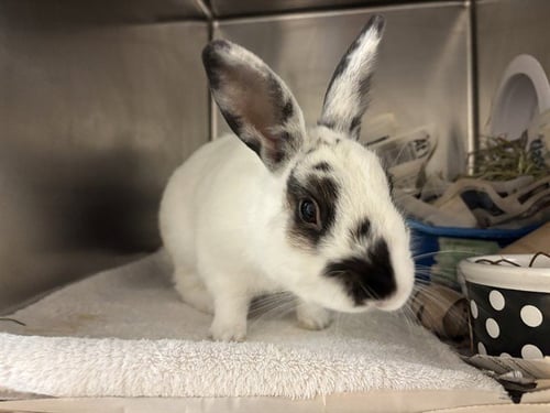 SPRUCE - Shorthaired Rabbit available for adoption
