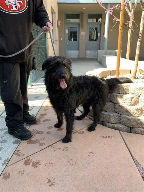 TILLY - Poodle (Standard) available for adoption