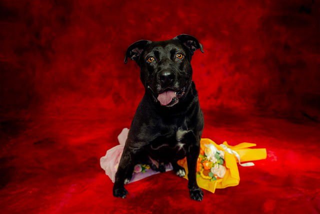 BEAR - Labrador Retriever / Pit Bull Terrier available for adoption