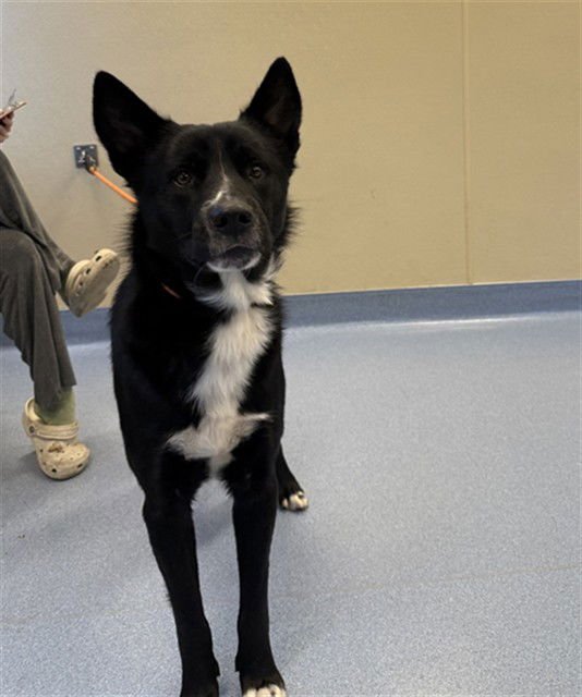 PUDDING PUP - German Shepherd Dog / Labrador Retriever available for adoption