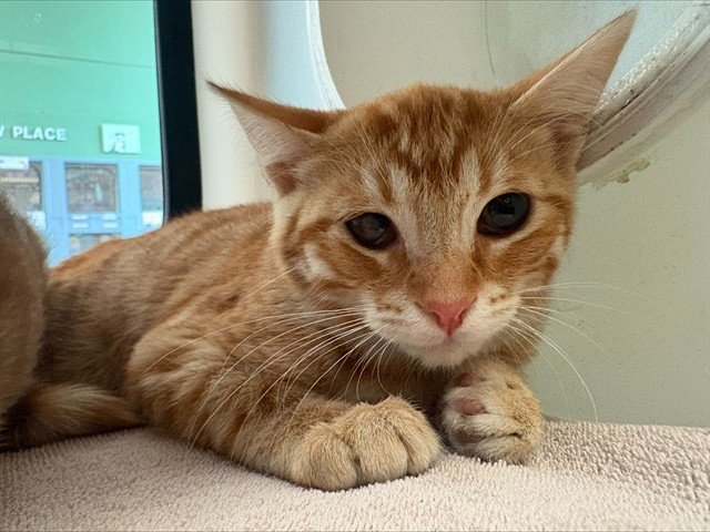 ROSIE Image