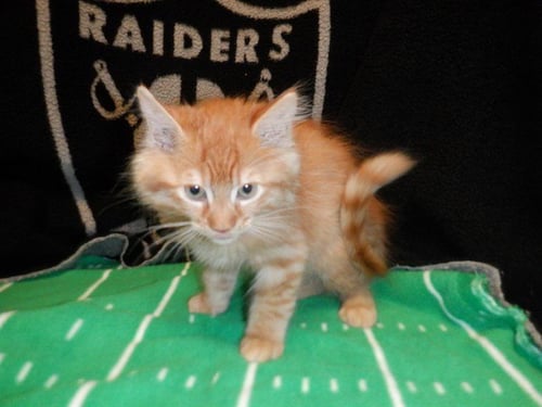 AHI AHI - Domestic Short Hair available for adoption