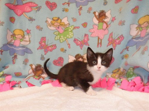 MACADAMIA - Domestic Short Hair available for adoption