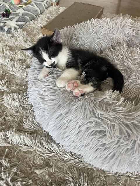 MINT - Domestic Short Hair available for adoption