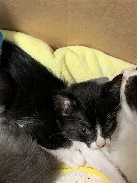 HALEY - Domestic Short Hair available for adoption
