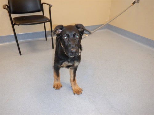 WALTER - German Shepherd Dog available for adoption