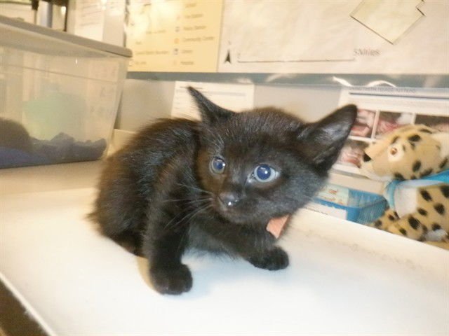 BONBON - Domestic Medium Hair available for adoption