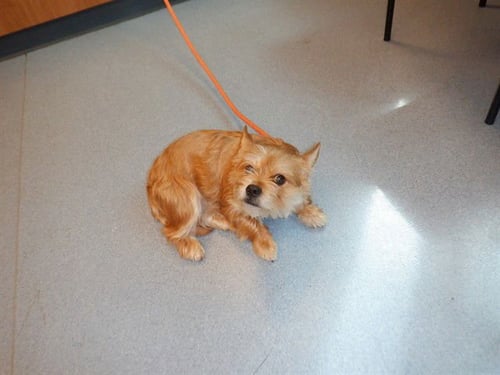 BELLA - Border Terrier available for adoption