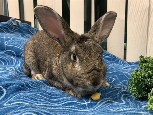 BIXBY - Shorthaired Rabbit available for adoption