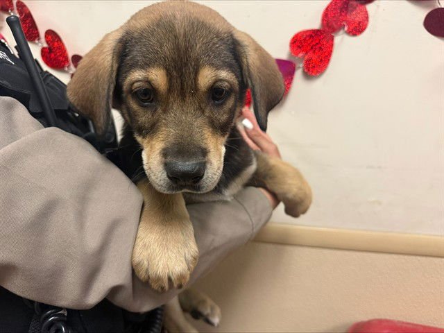 BARBACOA - Siberian Husky / Doberman Pinscher available for adoption