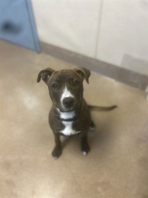 MAIZIE - Pit Bull Terrier available for adoption