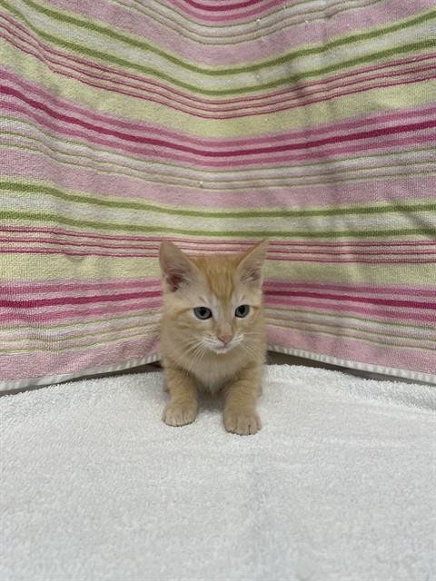 LIONEL - Domestic Short Hair available for adoption
