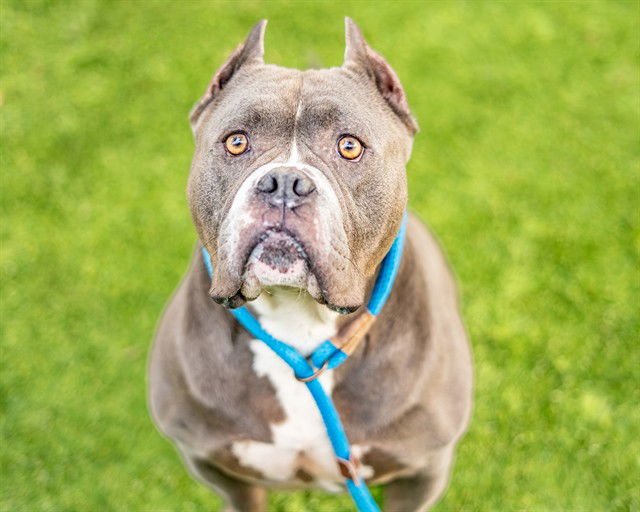 KANE - American Bulldog available for adoption