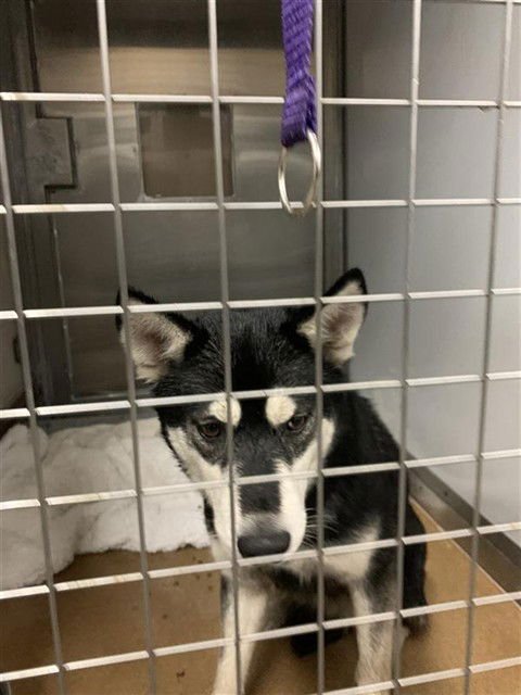 LOTTIE - Alaskan Klee Kai available for adoption