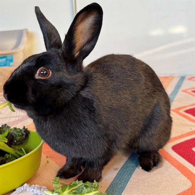 PEPPER - Shorthaired Rabbit available for adoption