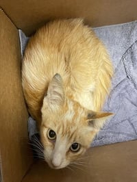 MILO - Photo 1