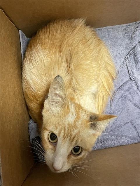 MILO - Domestic Short Hair available for adoption