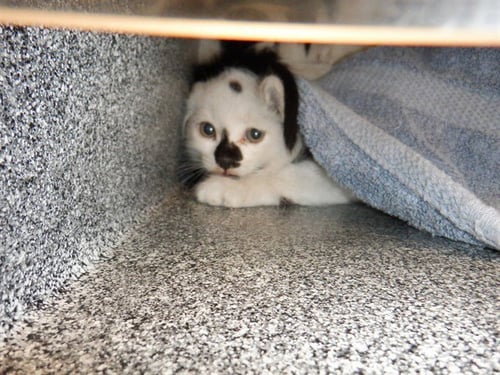 A1412377 - Domestic Medium Hair available for adoption