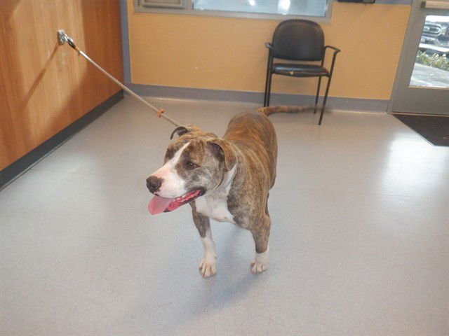 DOLLY - Pit Bull Terrier available for adoption