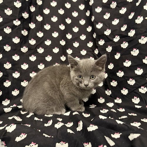 A1414064 - Domestic Short Hair available for adoption