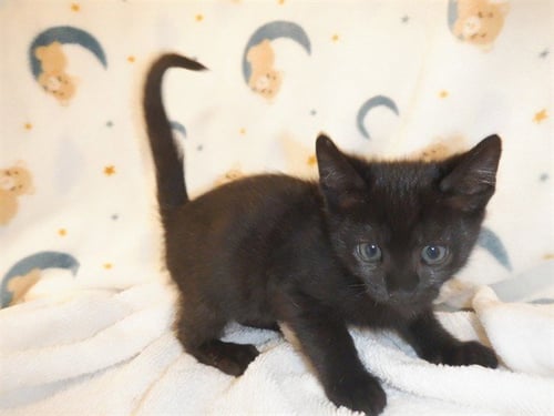 FILET MIGNON - Domestic Short Hair available for adoption