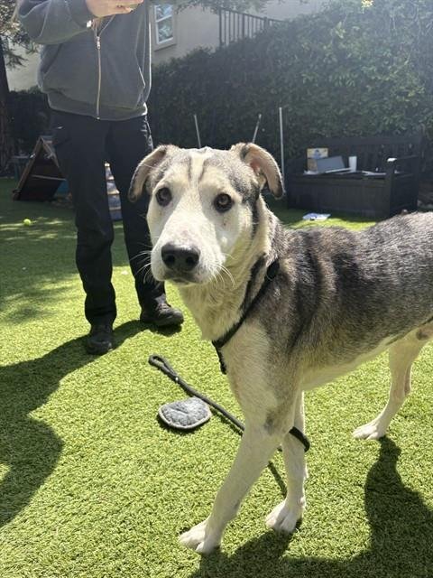 FRANKIE JONAS - Siberian Husky / German Shepherd Dog available for adoption