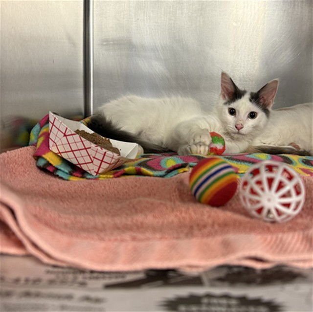 BORIS - Domestic Short Hair available for adoption