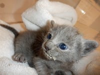 TABITHA - Photo 1