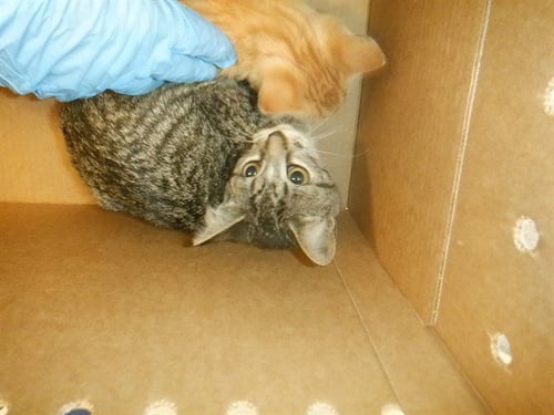 AGATE - Domestic Short Hair available for adoption