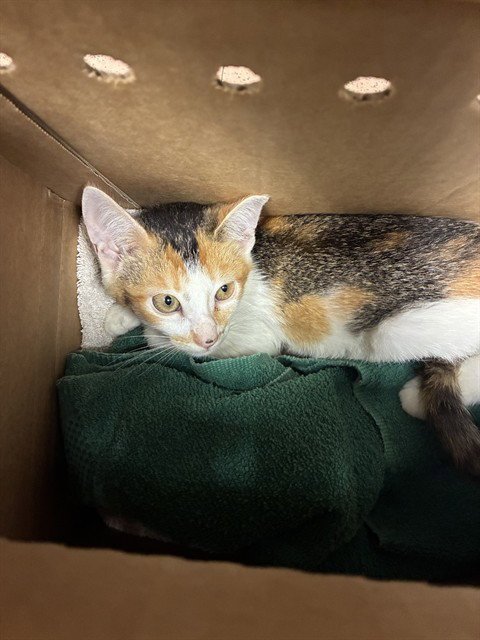 A1412761 - Domestic Short Hair available for adoption