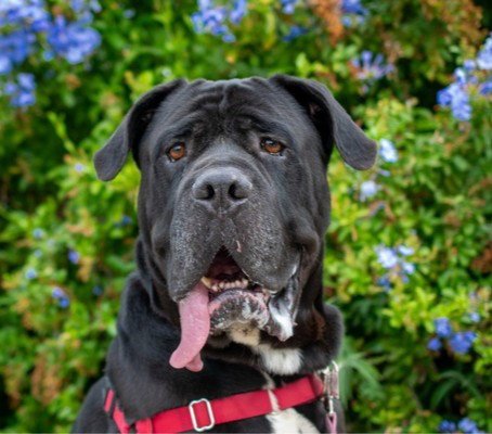 GNOCCHI - Mastiff available for adoption