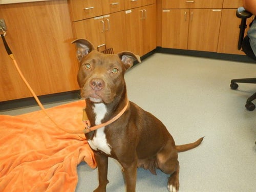 ANNA - Labrador Retriever / Pit Bull Terrier available for adoption