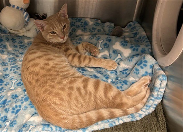 BANANA - Domestic Short Hair available for adoption