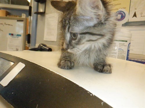 MIKA - Domestic Short Hair available for adoption