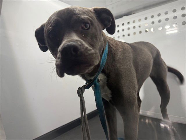 ARROW - Pit Bull Terrier available for adoption