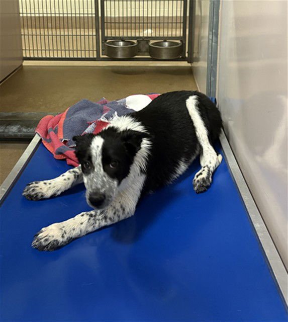CLOVER - Border Collie available for adoption