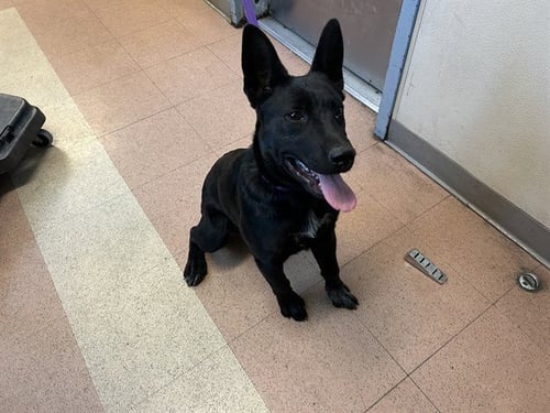 TESSY - German Shepherd Dog available for adoption