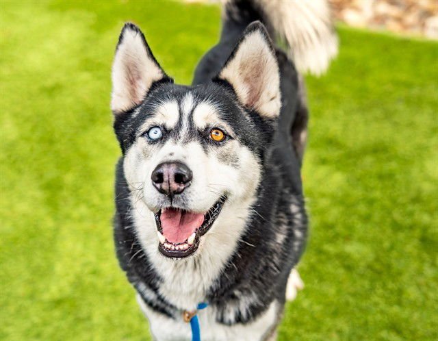 SUITCASE - Husky available for adoption