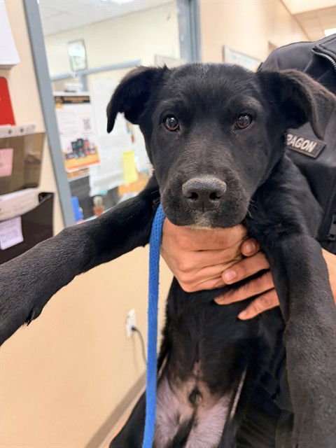 WHISPER - Border Collie available for adoption