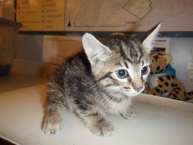 BLUEY - Domestic Medium Hair available for adoption