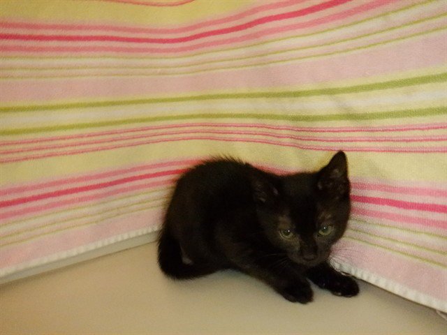 TILLY Image