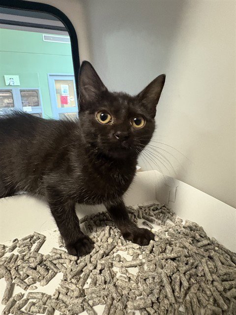TILLY - Domestic Short Hair available for adoption