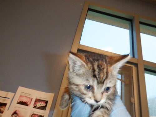 TESSA - Domestic Short Hair available for adoption