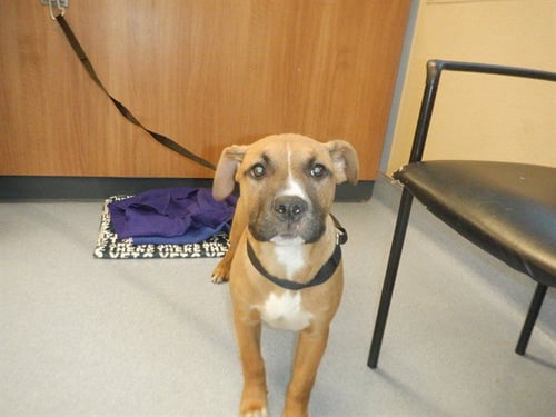A1416102 - Pit Bull Terrier / Boxer available for adoption